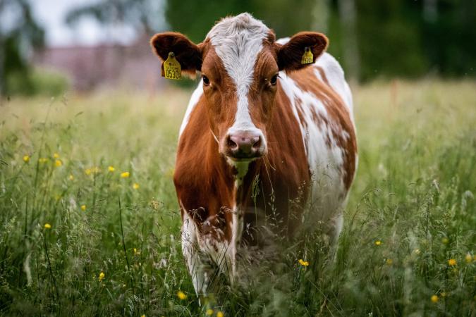 Governo do Pará confirma caso atípico de vaca louca