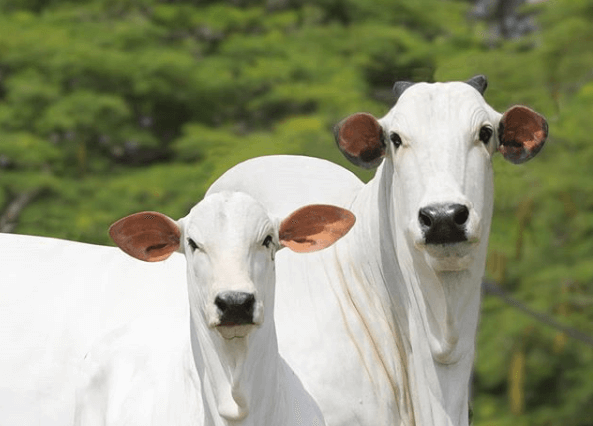 ‘Vaca louca’: Ministério da Agricultura confirma que caso no Pará é atípico