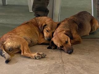 13° Etapa da Campanha de Castração e Microchipagem de Cães e Gatos acontece no Jardim Santa Júlia