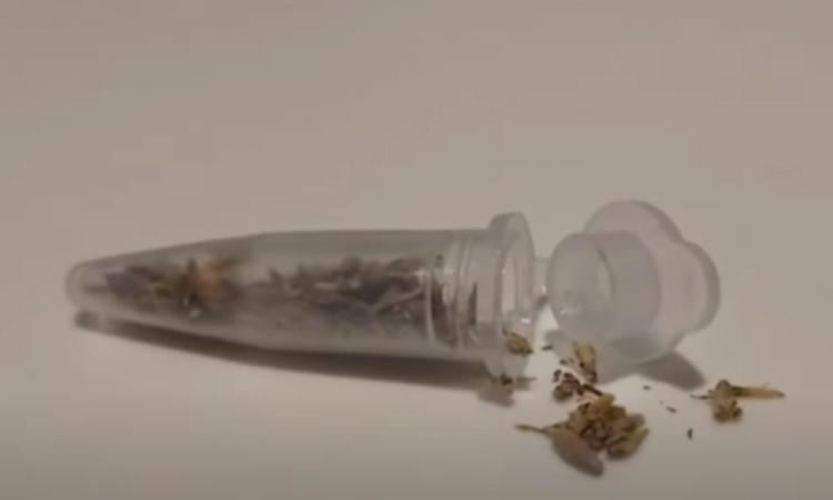 Prefeitura de São Paulo investiga a morte de sete pessoas por intoxicação da droga K9