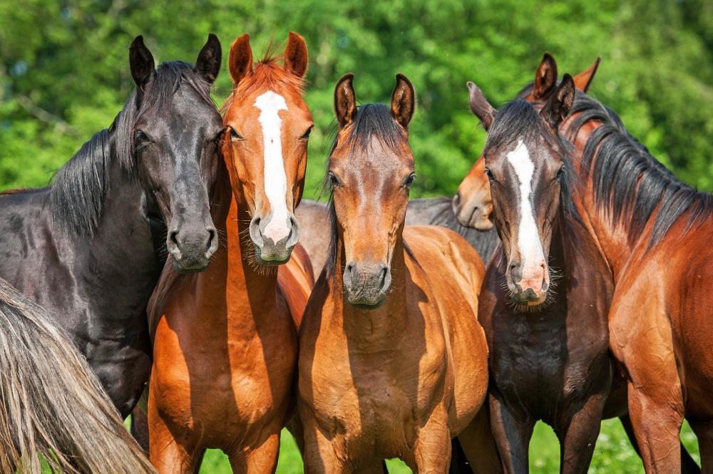Sanidade Animal – Atualização cadastral da população de equinos segue até 11 de outubro