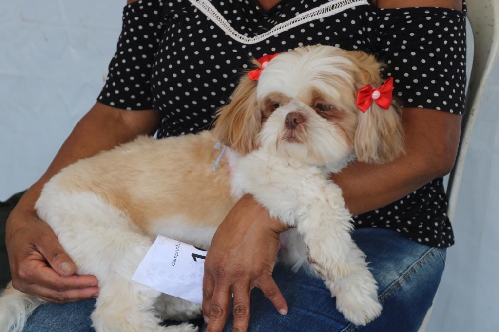 Campanha de Castração e Microchipagem alcança 1.800 cães e gatos na sua 14ª edição