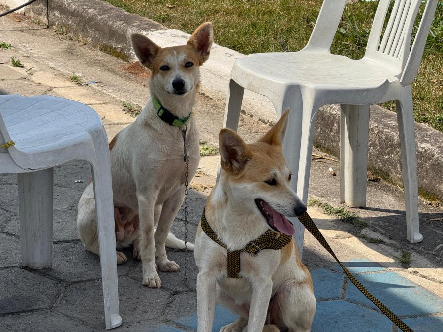 Castração Móvel atende moradores do Jardim Jacira, Itapecerica da Serra