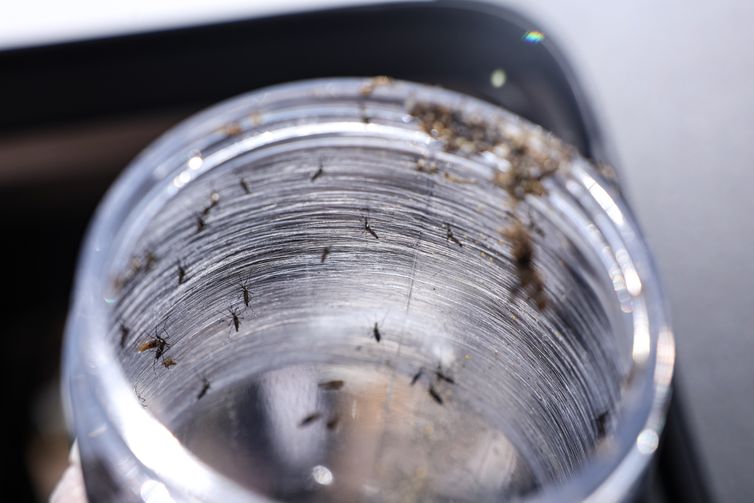 Ministério da Saúde intensificará mobilização contra dengue no Brasil